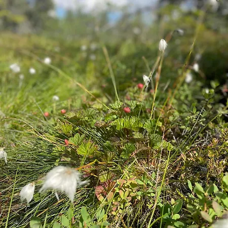 Fantastic Forest With Panoramic View Jaren