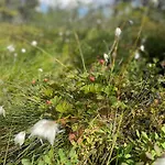 Fantastic Forest With Panoramic View Jaren