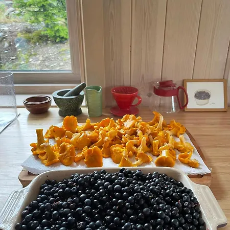 Fantastic Forest With Panoramic View