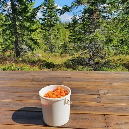 Fantastic Forest With Panoramic View Jaren